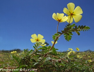 Tribulus Terrestris